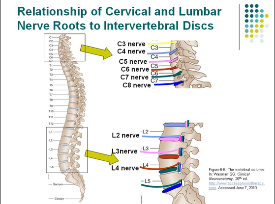 Neuro Spinal nerves_Spinal segments Flashcards | Easy Notecards