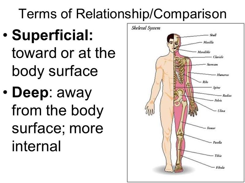 Human Body Orientation Lecture Flashcards | Easy Notecards
