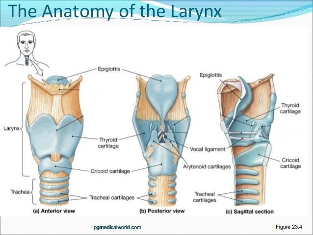 Lab Practical 3 Flashcards | Easy Notecards