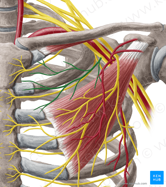 Nerves of Superficial Back and Pectoral Region Flashcards | Easy Notecards