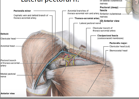 Print Nerves of Superficial Back and Pectoral Region flashcards | Easy