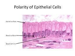 Epithelial tissues Flashcards | Easy Notecards