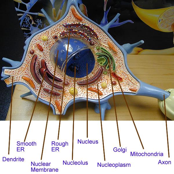 Print The Nervous System flashcards | Easy Notecards