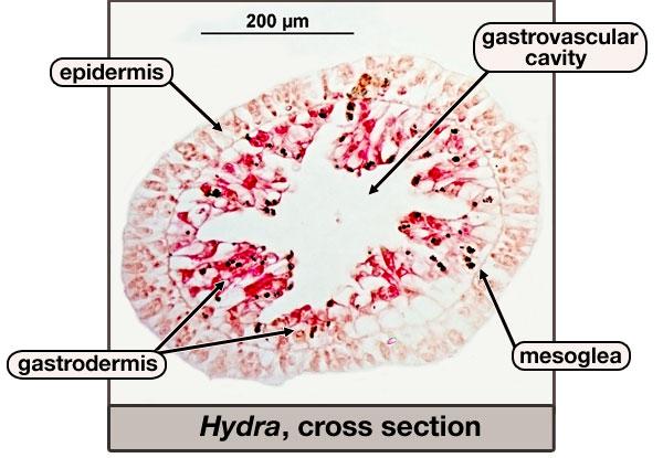 Print Bio Lab Slides flashcards | Easy Notecards