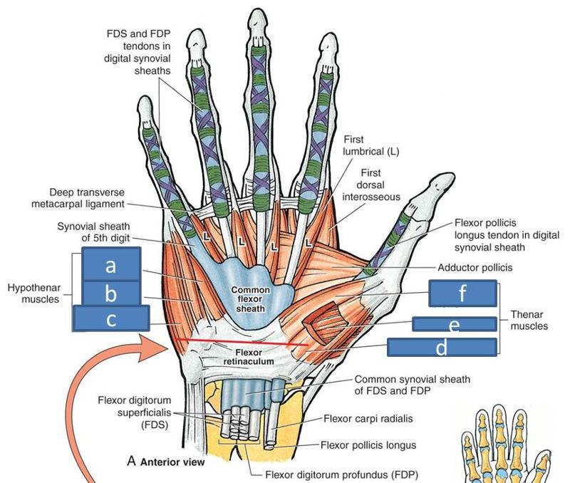 Anatomy Block III- Wrist and Hand Flashcards | Easy Notecards