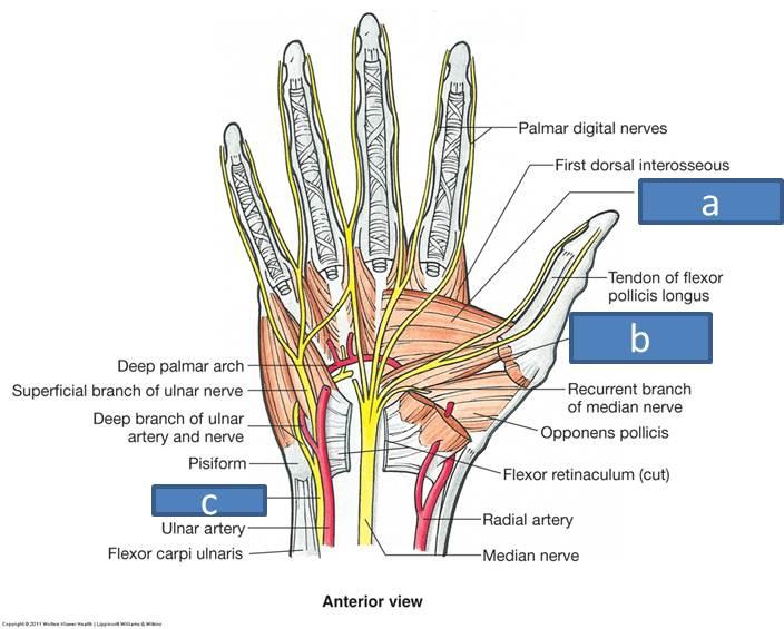Thumb And Index Finger Nerve Pain At Mitzi Mcclain Blog Thumb And Index Finger Nerve Pain At Mitzi Mcclain Blog