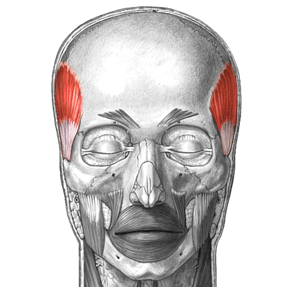 Print muscles flashcards | Easy Notecards