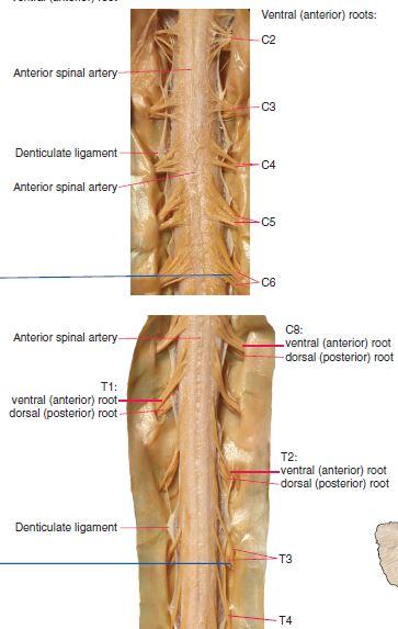 Gross Spinal Cord Flashcards | Easy Notecards
