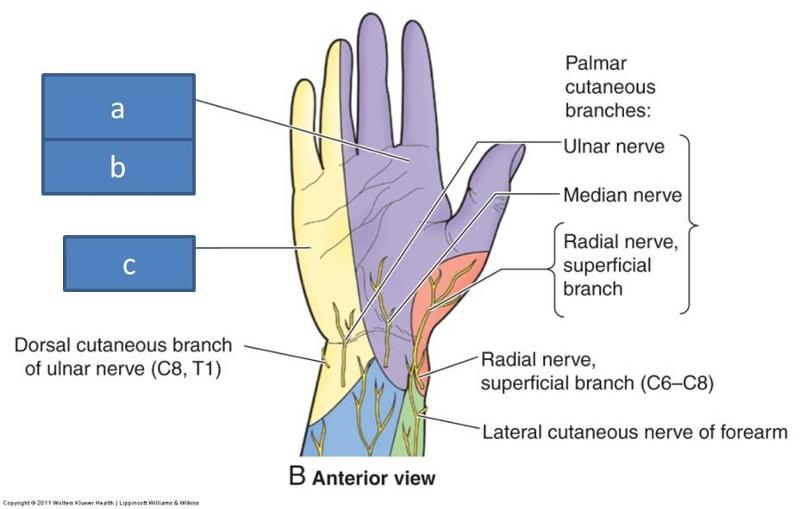Print Anatomy Block III- Wrist and Hand flashcards | Easy Notecards