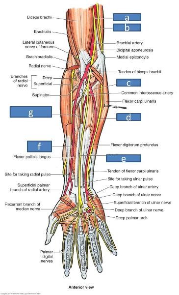 Anatomy Block III- Forearm Flashcards | Easy Notecards