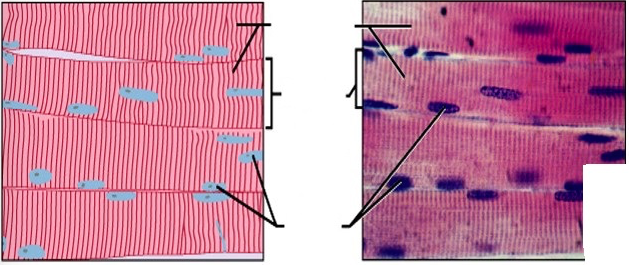 Muscle Tissue Flashcards | Easy Notecards