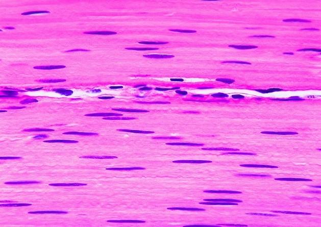 Print Histology Lab Quiz - JUST 1st Year Students - Part2 flashcards