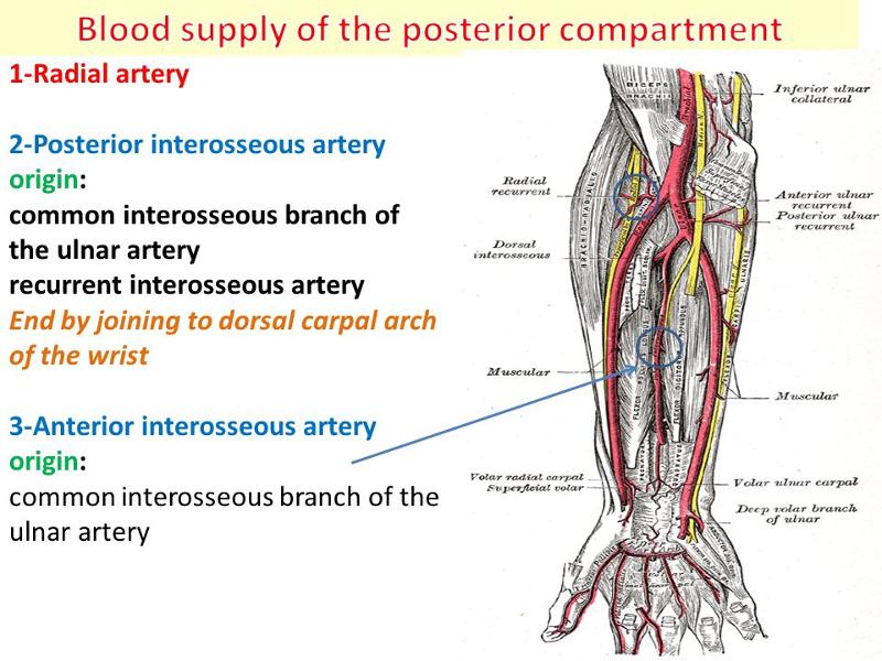 Blood Vessels of the Upper Limb Flashcards | Easy Notecards