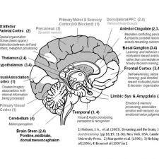 Brain Anatomy Flashcards | Easy Notecards