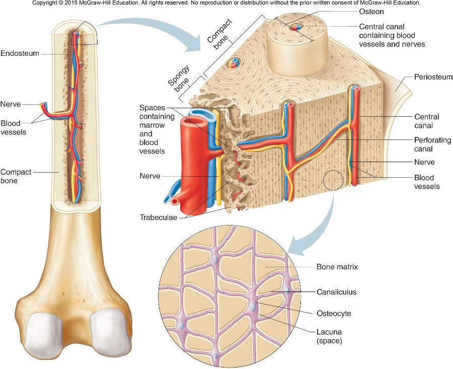 Bone Tissue and the Skeletal System Flashcards | Easy Notecards