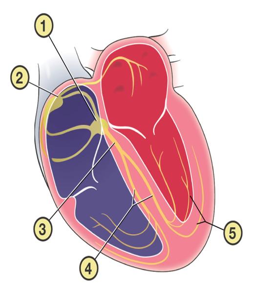 Electrical System of the Heart Flashcards | Easy Notecards