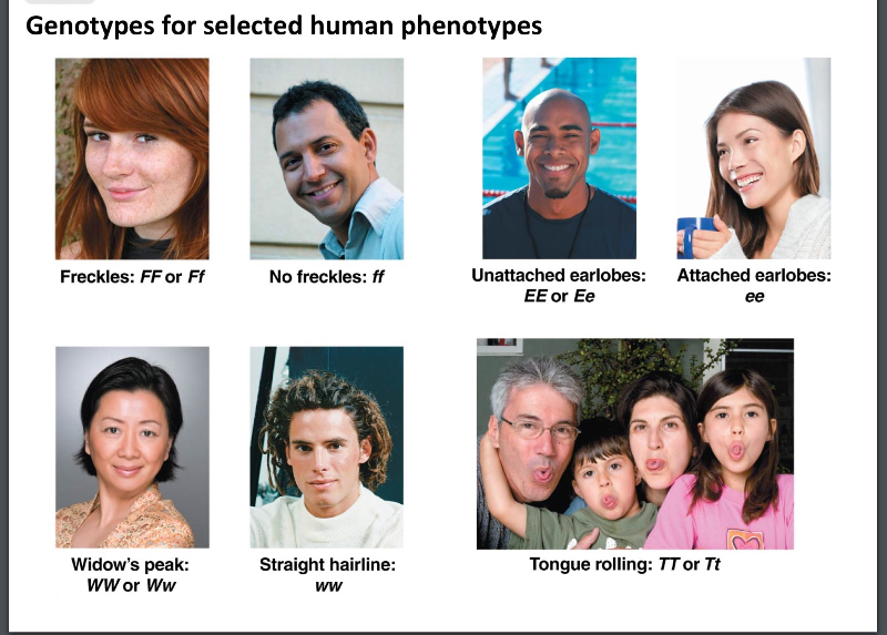 Usc FNP bridge course 4.1 genetics: the basica Flashcards ...