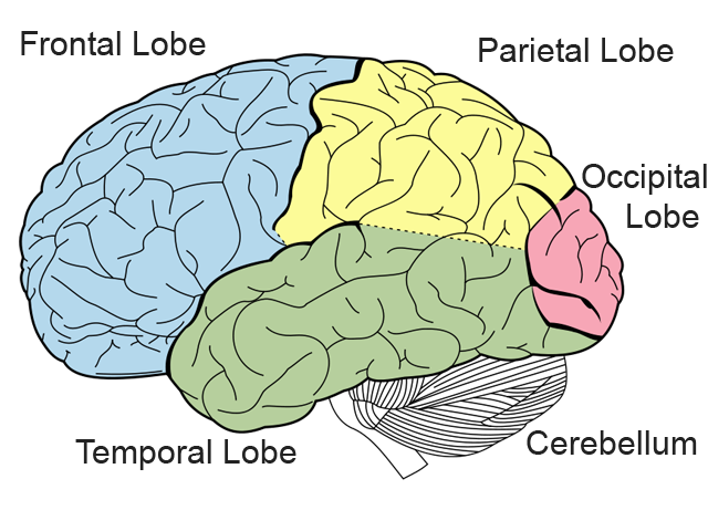 Limbic System & Cerebral Cortex Lobes Flashcards | Easy Notecards