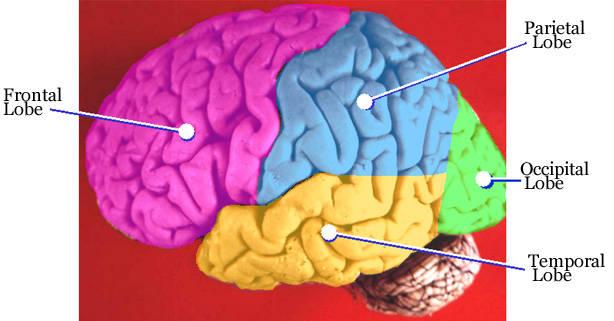 psychology (physical & chemical parts of brain) Flashcards | Easy Notecards