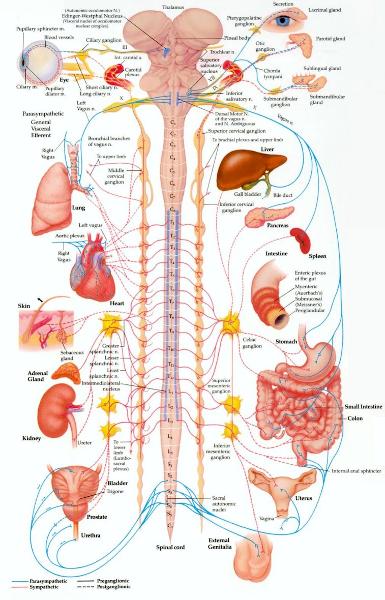 Autonomic Nervous System, Sensory, Motor, and Integrative Systems, The