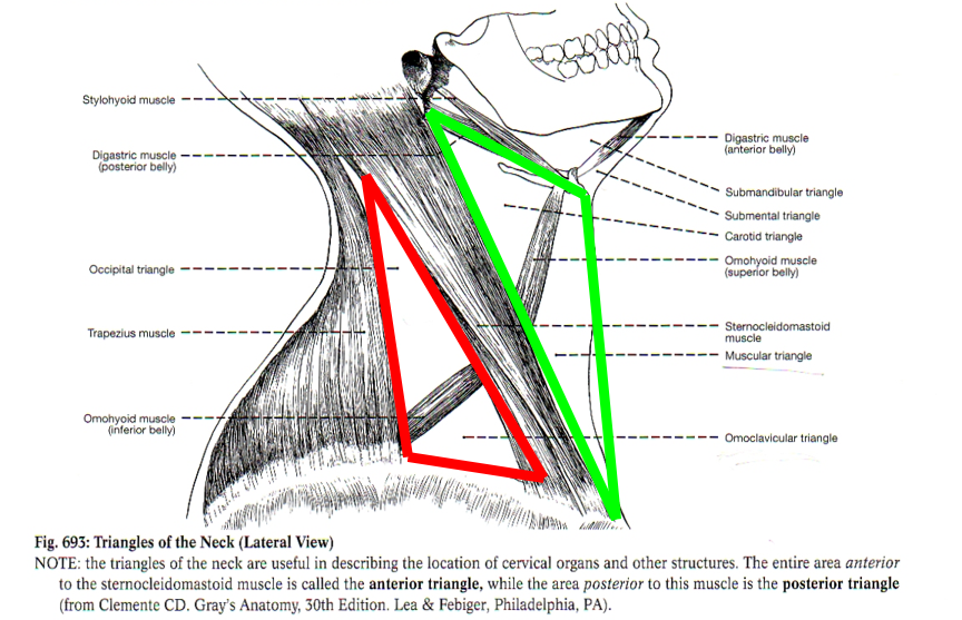 Triangle Regions Of The Neck vrogue.co