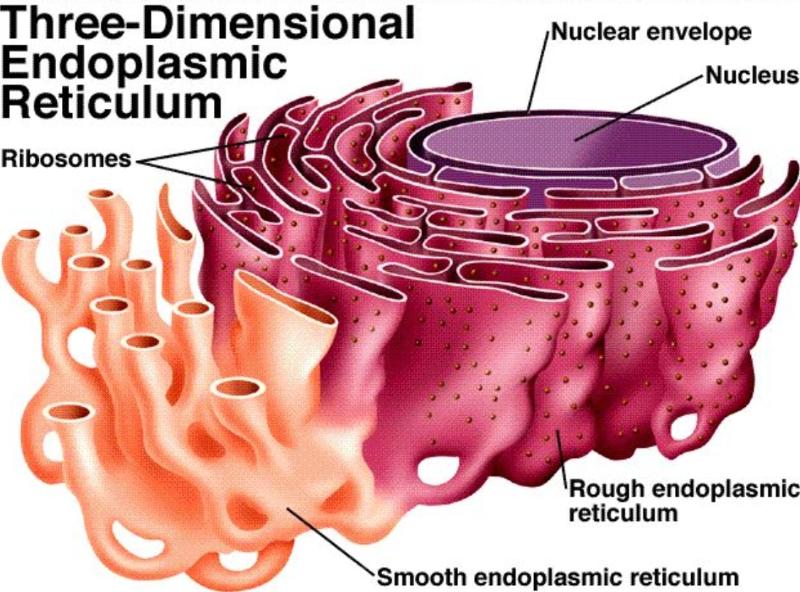 Job smooth endoplasmic reticulum plant cell
