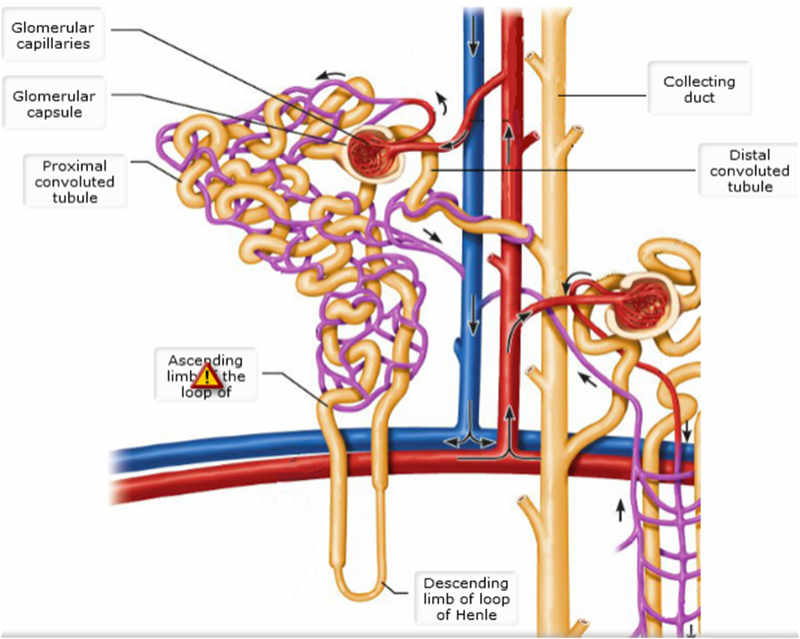 What are some key differences between juxtamedullary nephrons and cortical nephrons?