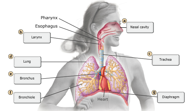 Chapter 22: The Respiratory System Flashcards | Easy Notecards