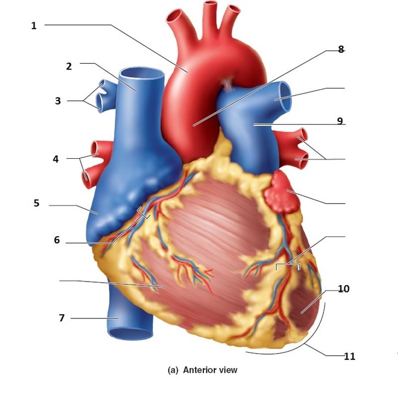 Heart - lab Flashcards | Easy Notecards