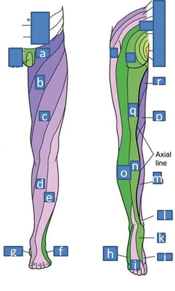Print Anatomy Block III- Introduction to and Development of the