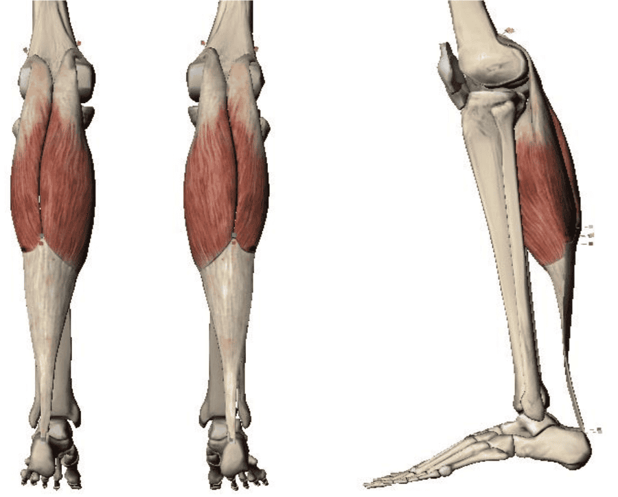 Print Lower Extremity Muscles Flashcards Easy Notecar vrogue.co