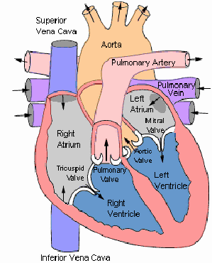 anatomy circulatory/respiration Flashcards | Easy Notecards