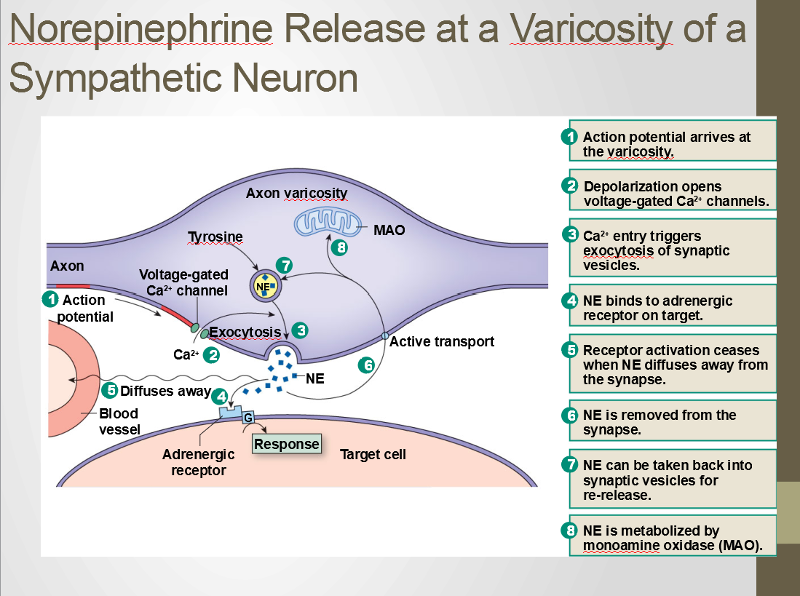 Neuroscience FINAL EXAM Flashcards Easy Notecards