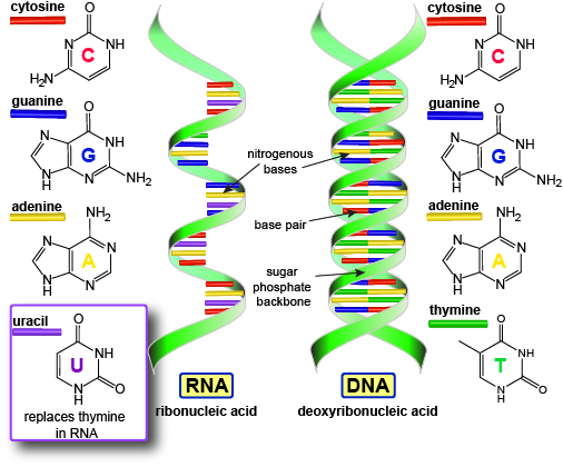 Print Unit 6: Molecular Genetics flashcards | Easy Notecards