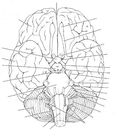 Print Exercise 19: Gross Anatomy of the Brain and Cranial Nerves