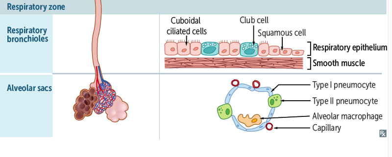 Pulmonary Anatomy Flashcards | Easy Notecards