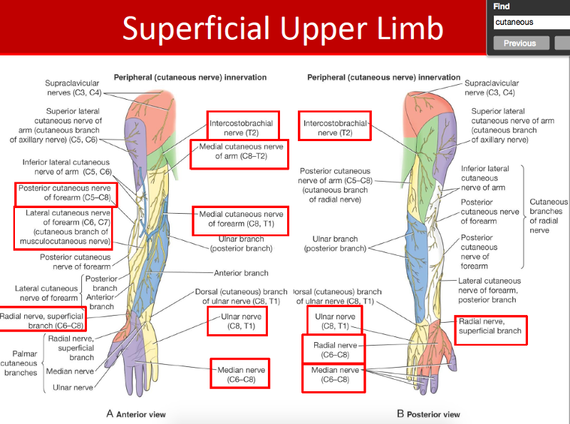 GSU - Nerves of Upper Limb Flashcards | Easy Notecards