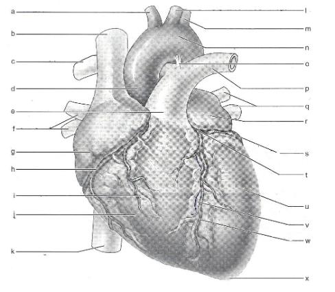 Print Exercise 30: Anatomy of the Heart flashcards | Easy Notecards