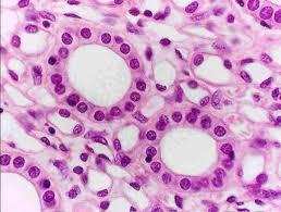 Print Cells, major tissue types , Epithelial Cells flashcards | Easy