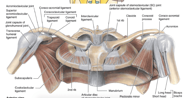 Upper Limb Learning Objectives - first two classes Flashcards | Easy