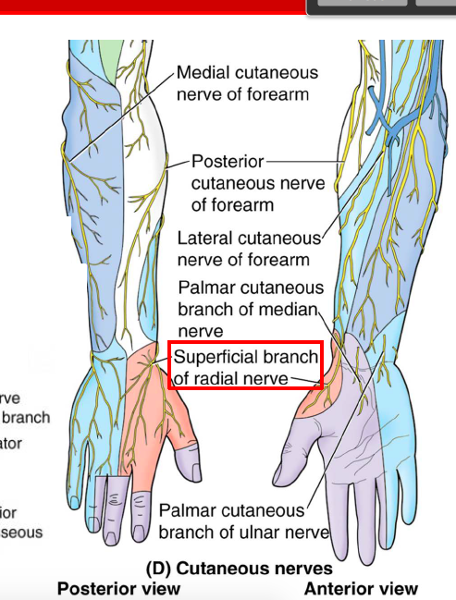 Division II Learning Objectives Flashcards | Easy Notecards