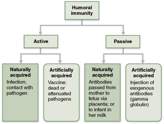Chapter 21: The Immune System: Innate and Adaptive Body Defenses