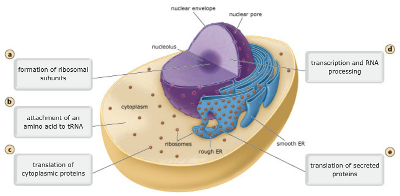 Where in the cell does protein synthesis take place?