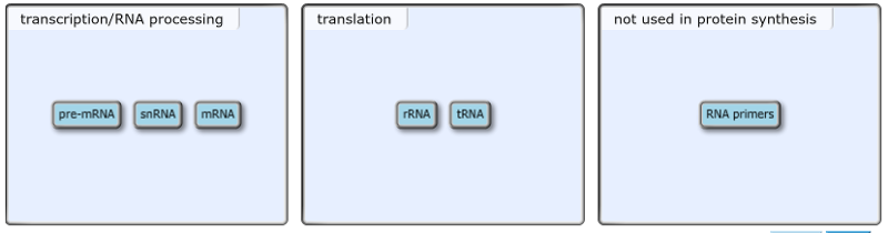 Is MRNA synthesized in translation or transcription?