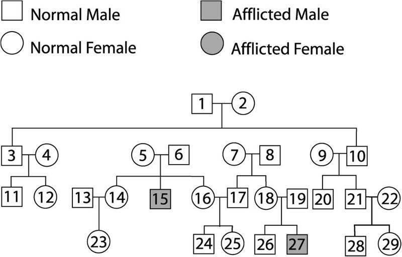 Print Chapter 29 Heredity Exam flashcards | Easy Notecards