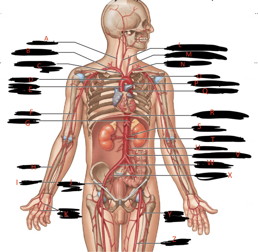 Major Systemic Arteries & Veins Flashcards | Easy Notecards