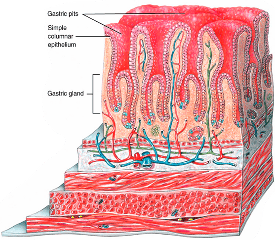 3. Digestive system - Stomach Flashcards | Easy Notecards