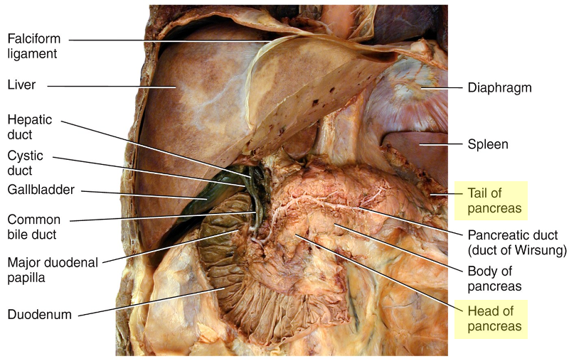 Print 4. Digestive system - Pancreas, liver & gallbladder flashcards