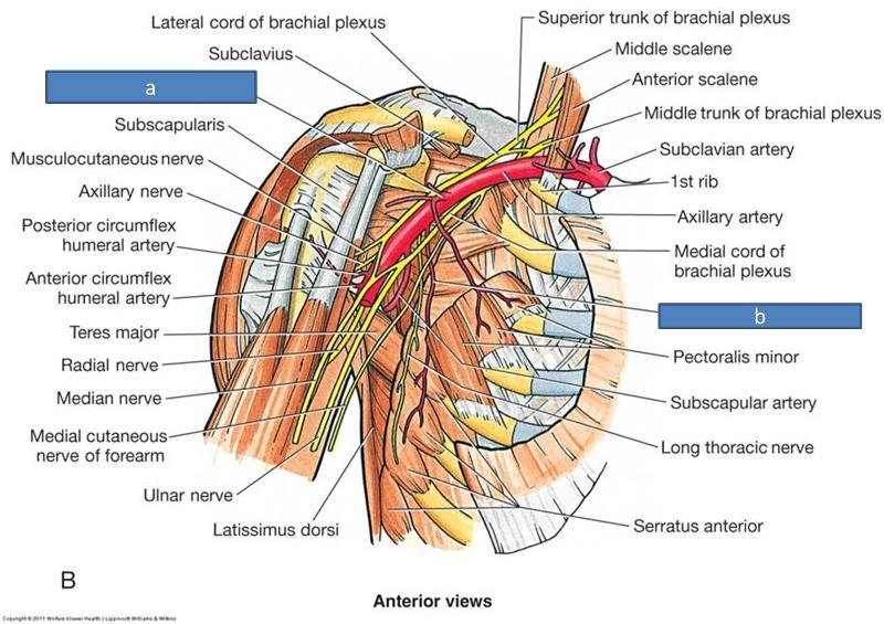 Anatomy Block III- Shoulder, Axilla, Arm, Cubital Fossa Flashcards
