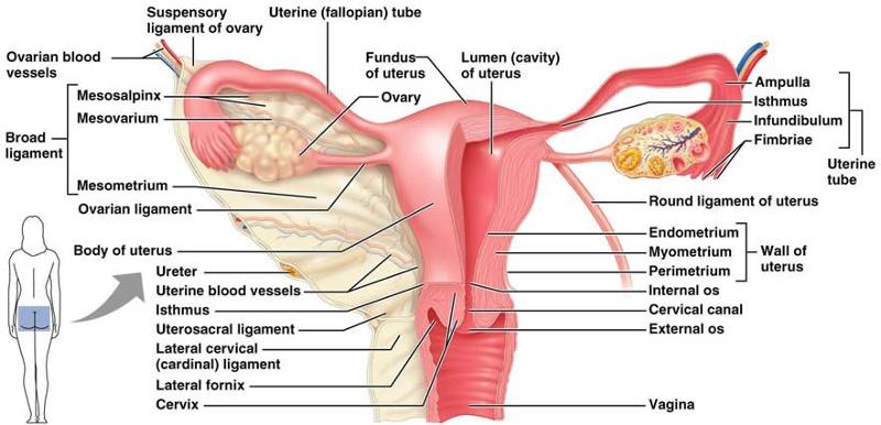 The Narrow Portion Of Uterus That Connects With Vagina 86